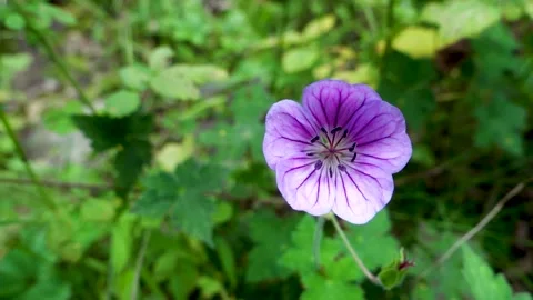 Himalayan crane's-bill (Geranium himalayense) Flowers blooming in the footh.. Stock Footage 261206188