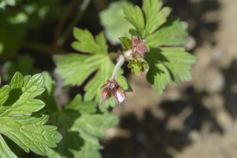Himalayan Cranesbill Plenum Stock Photos