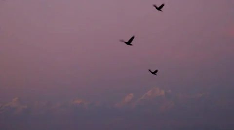 Himalayan Crows With Mountains Video stock 46012357