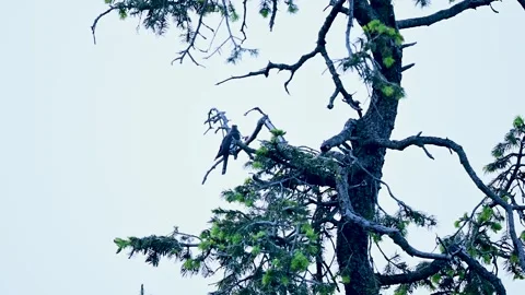 Himalayan cuckoo perched on a pine tree branch against a bright sky. Stock Footage 338093432