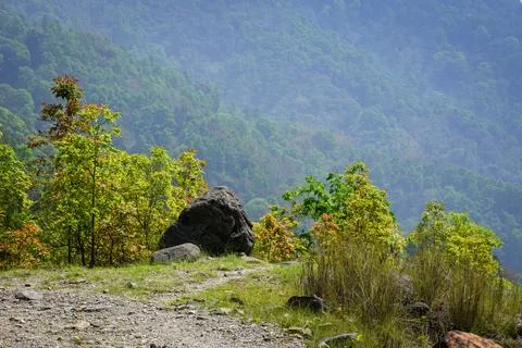 Himalayan dense forest, trees and pathway Stock Photos