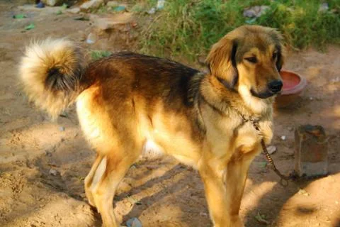 Himalayan dog.Carefree Himalayan dog Stock Photos