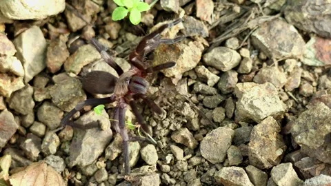 Himalayan earth tiger tarantula defensive behavior macro india Stock Footage 335031853