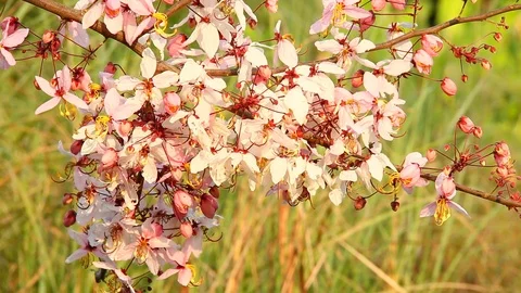 Himalayan  flower moving by wind Stock Footage 87152292