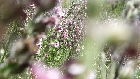 Himalayan flowers Vidéo 240933535