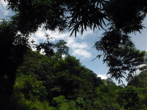 Himalayan forest with bamboo Fotos Stock
