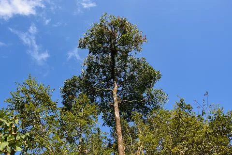 Himalayan Forest with Cloudy Blue Sky Stock Photos