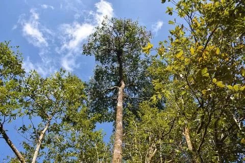 Himalayan Forest with Cloudy Blue Sky Stock Photos