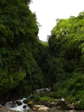 Himalayan forest with small river Foto stock