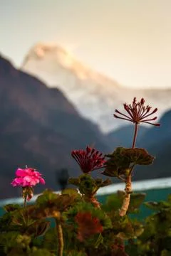 Himalayan Geranium Stock Photos
