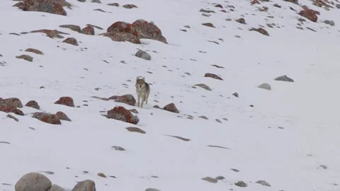 Himalayan Grey wolf running and searching for food in snow covered Stock Footage 255098700
