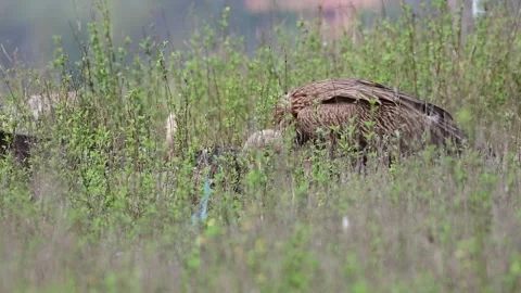 Himalayan griffon vulture Stock-Footage 243757921