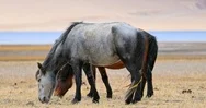 Himalayan Horses Graze On Tso Moriri Lake Side. Ladakh Nature And Animals Stock Footage