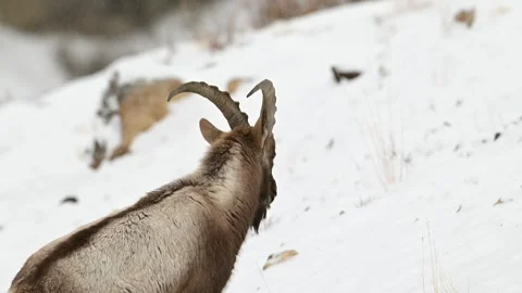 Himalayan Ibex Foraging in Deep Snow 4k Telephoto Lens Footage 库存影片 338260670