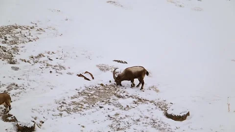 Himalayan Ibex Grazing in Snowy Mountain Habitat 4k Telephoto Footage Stock Footage 338260705