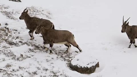 Himalayan Ibex Herd Walking Through Deep Snow 4k Telephoto Shot 库存影片 338260684