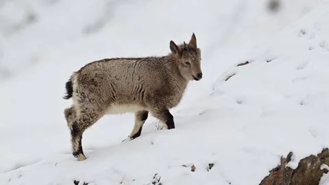 Himalayan Ibex Kid Walking on Snowy Mountain Telephoto Shot 4k 動画素材 338260720