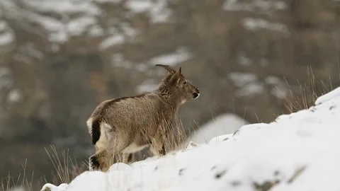 Himalayan Ibex Standing on Snowy Slope Telephoto Lens 4k Footage Vídeo Stock 338260675