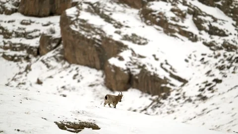 Himalayan Ibex Walking on Snow Covered Mountain Telephoto Lens 4k Stock Footage 338260708
