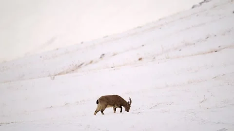 Himalayan Ibex Walking on Snow Covered Mountain Telephoto Lens 4k Shot Vidéo 338260714