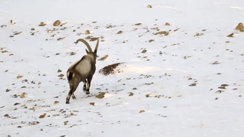 Himalayan Ibex Walking in Snowy Mountains 4k Telephoto Lens Footage Stock Footage 338260726