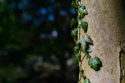 Himalayan ivy grows on a  beech tree and is illuminated by the sun Stock Photos