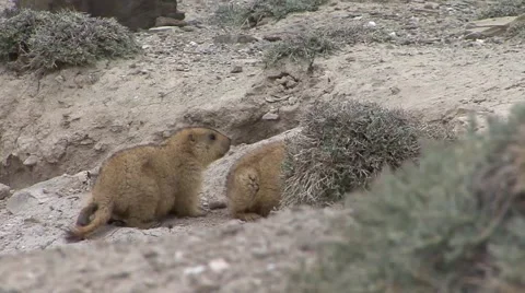 Himalayan Marmots play fighting 1 Stock Footage 58353209
