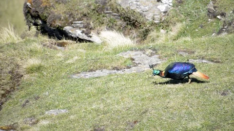 The Himalayan Monal Bird Stock Footage