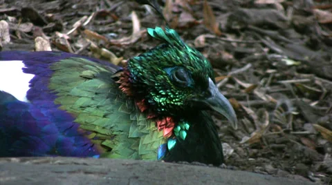 Himalayan Monal.  Close up of head and feathers. Stock Footage 28523604
