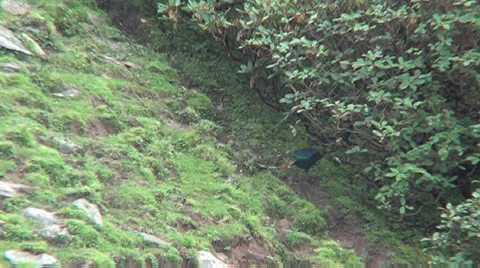 HIMALAYAN MONAL 스톡 동영상 29928456