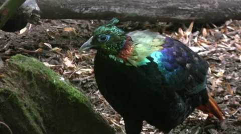 Himalayan Monal medium close up 動画素材 28526928