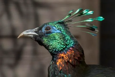 Himalayan monal Stock Photos