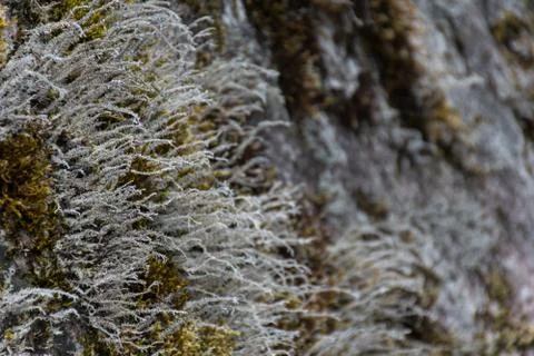 Himalayan moss Stock Photos