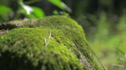 Himalayan mountain cedar forest, close-up dolly shot Stock Footage 82923047