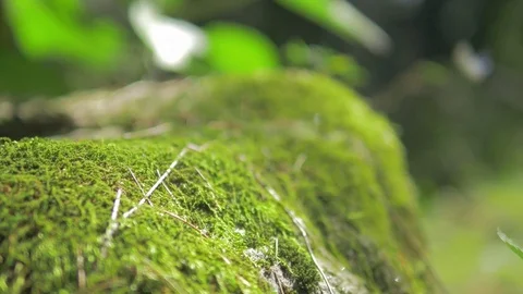 Himalayan mountain cedar forest, close-up dolly shot Stock Footage 82923052