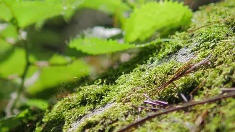 Himalayan mountain cedar forest, close-up dolly shot Stock Footage 82923061