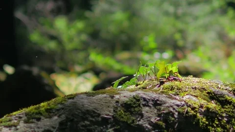 Himalayan mountain cedar forest, close-up dolly shot Stock Footage 82923130