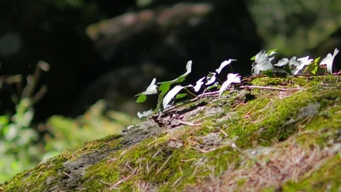 Himalayan mountain cedar forest, close-up dolly shot Stock Footage 82923137