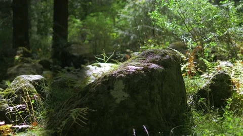 Himalayan mountain cedar forest, close-up dolly shot Stock Footage 147922027