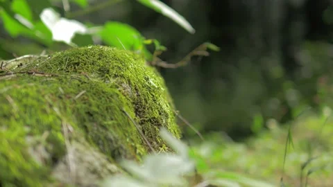 Himalayan mountain cedar forest, close-up dolly shot Stock Footage 147922038
