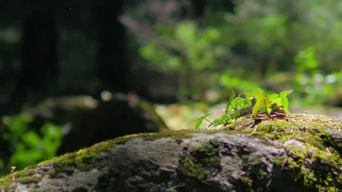 Himalayan mountain cedar forest, close-up dolly shot Stock Footage 147922070