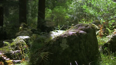 Himalayan mountain cedar forest, dolly shot Stock Footage 82923037