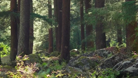 Himalayan mountain cedar forest, dolly shot Stock Footage 82923044