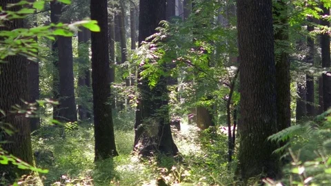 Himalayan mountain cedar forest, dolly shot Stock Footage 82923046