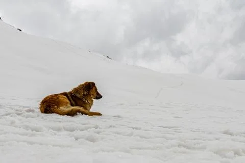 Himalayan Mountain Dog Resting Alone in a Vast Winter Snowfield Fotos Stock