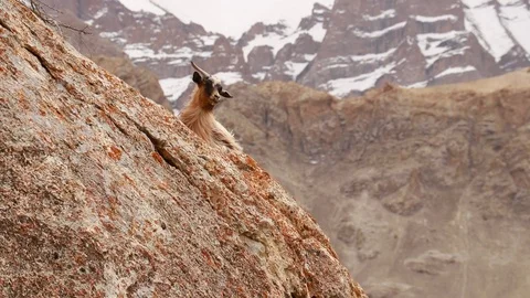 Himalayan mountain goat Stockbeeldmateriaal 121951072