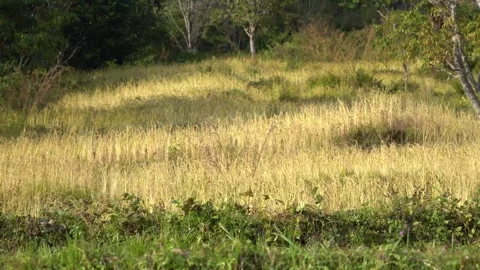 Himalayan Mountain paddy fields Stock Footage 270865206