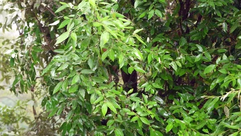 Himalayan Oak Leaves Thrashed by Wind and Rain, 4K Nature Stock Footage 310603562