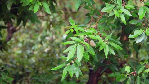Himalayan Oak Tree Leaves Stock Footage 310578362