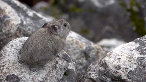 Himalayan pika (Ochotona himalayana) close up on a rock boulder Stock Footage